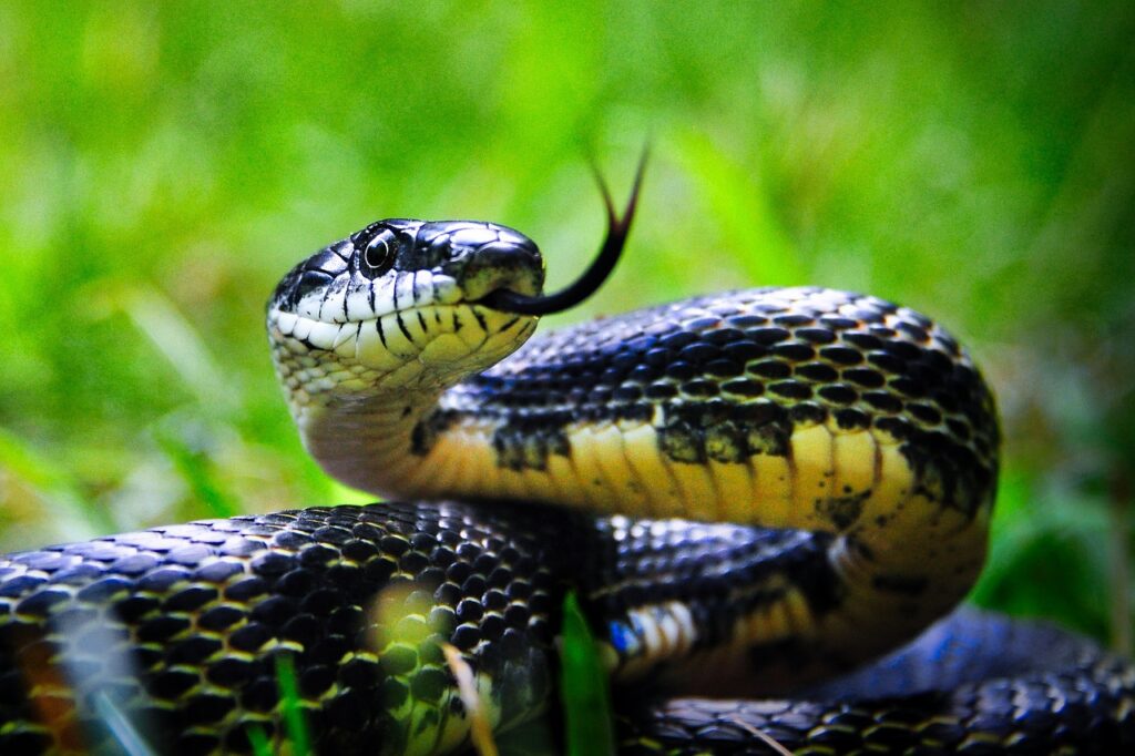 Ninhada de cobras venenosas